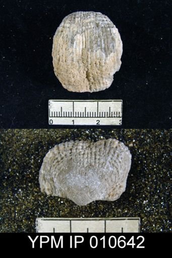 Productus inca