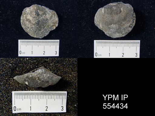 Meristella lata