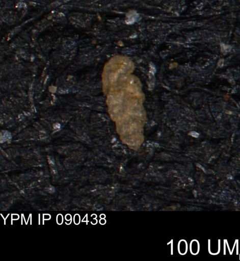Bimonilina variana