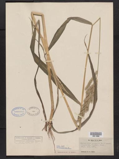 Echinochloa crus-galli