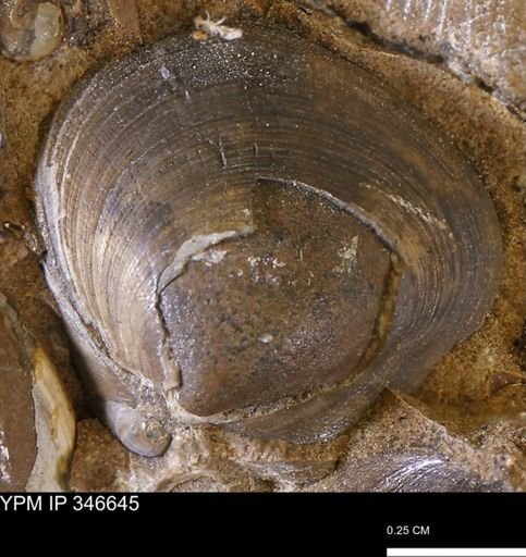 Limopsis striatopunctatus