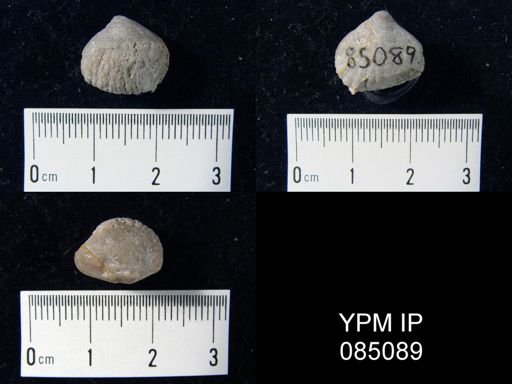Uncinulus hebe