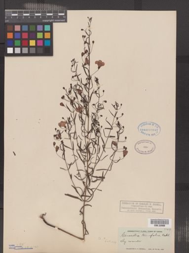 Agalinis tenuifolia