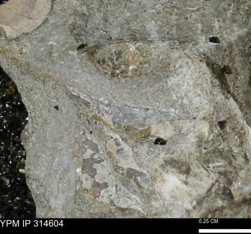 undet. Mollusca