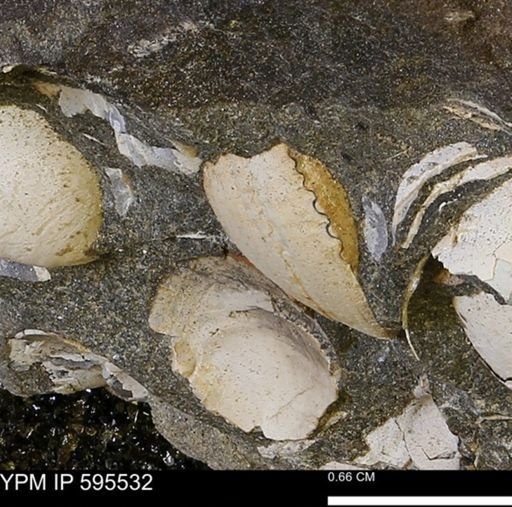 Protocardia sp.
