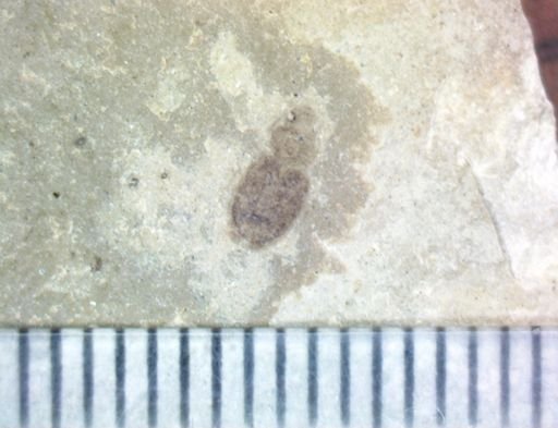 undet. Coleoptera