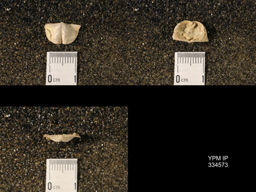 Chonetina verneuiliana