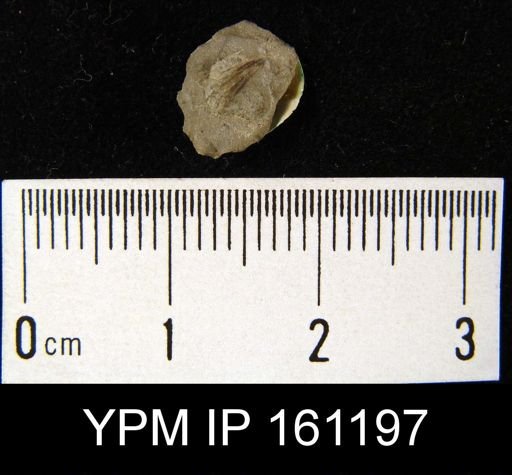 Bilobites biloba
