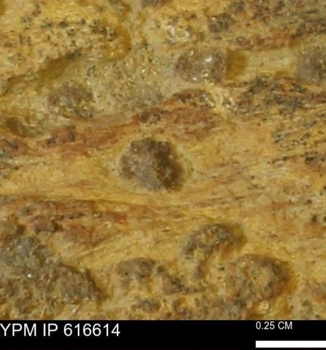 Teredo sp.