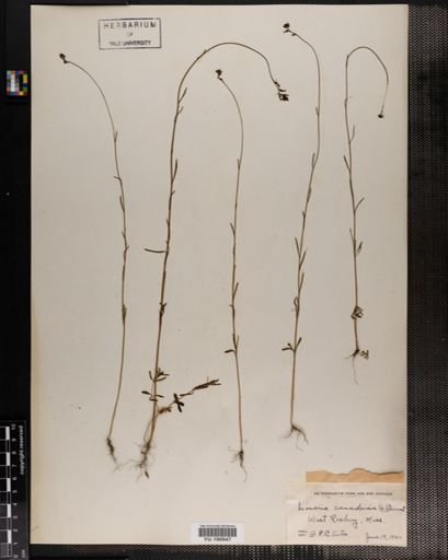 Plantae