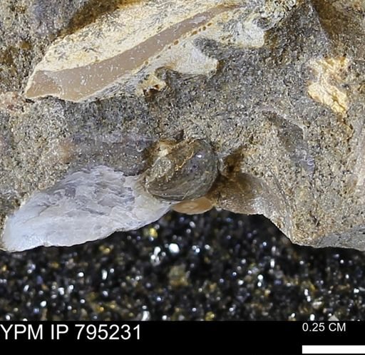 undet. Mollusca