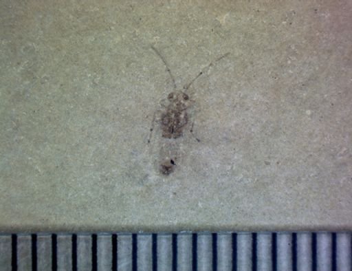 undet. Hemiptera
