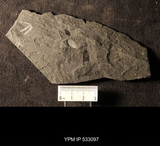 Graptolithina; Assemblage includes Phyllograptus, Isograptus, Tetragraptus and others.