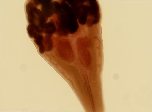 Loxogenes bicolor