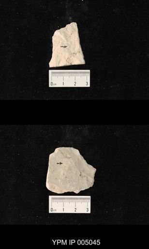 Asthenohymen gracilis
