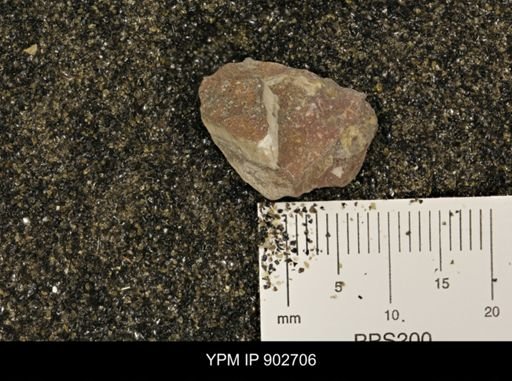 undet. Inoceramidae