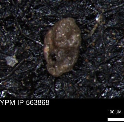 Alveolophragmium linki