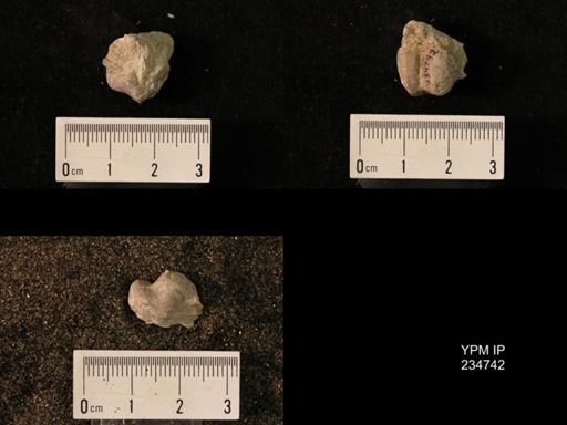Marginifera splendens