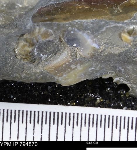 undet. Mollusca