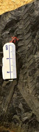 Pecopteris sp.