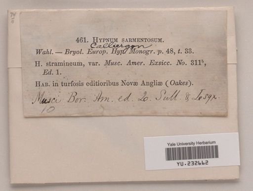 Calliergon sarmentosum