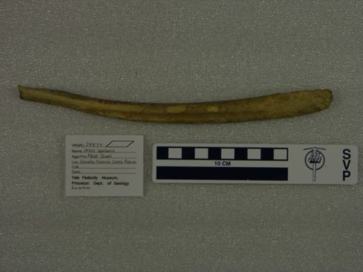 Ursus spelaeus
