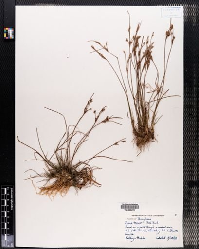 Juncus tenuis