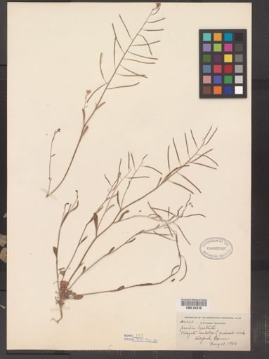 Arabis lyrata