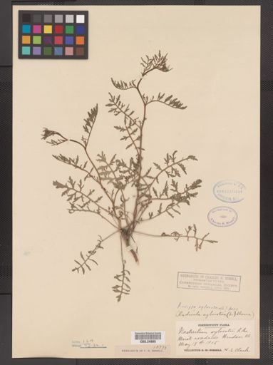 Rorippa sylvestris