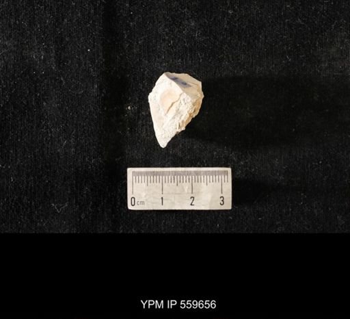Dalmanella testudinaria