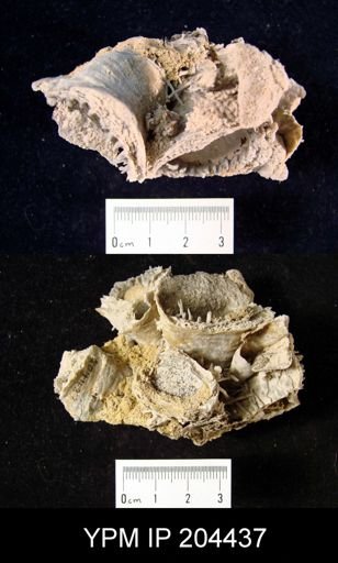 Hercosia sp.