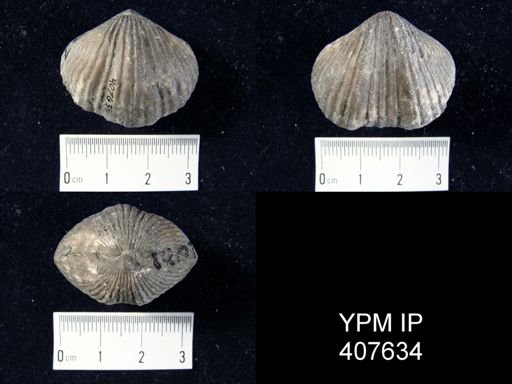 Camarotoechia fringilla