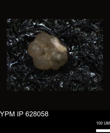 undet. Foraminiferida