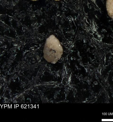 undet. Foraminiferida