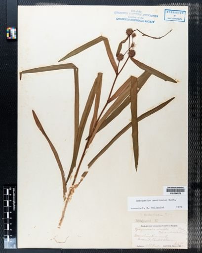 Sparganium americanum