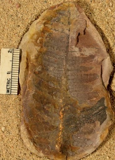 Pecopteris