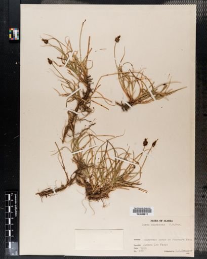 Carex