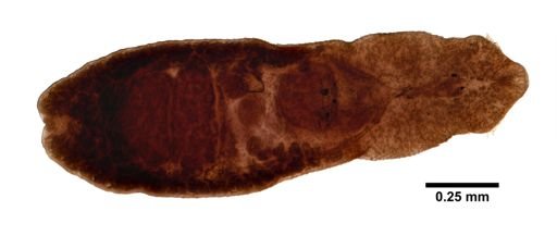Echinochasmus perfoliatus