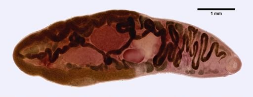 Dicrocoelium cylindraceum
