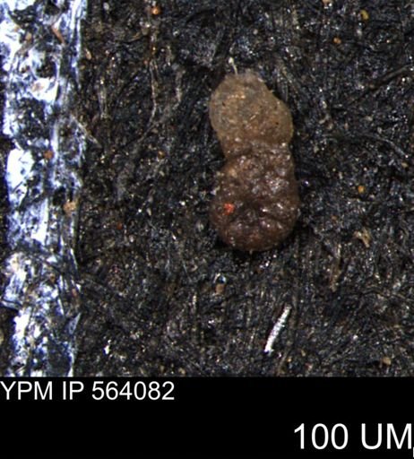 Ammobaculoides whitneyi