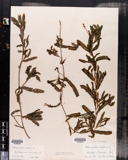 Potamogeton crispus