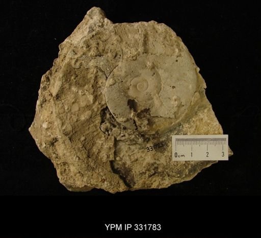 Maclurina manitobensis