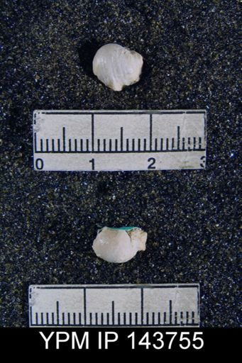Chonetella nasuta