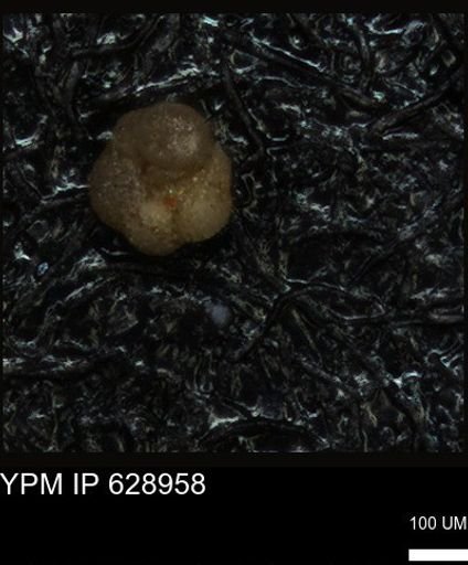 undet. Foraminiferida