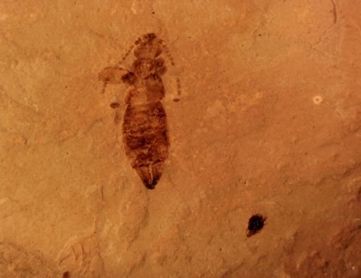 undet. Dermaptera