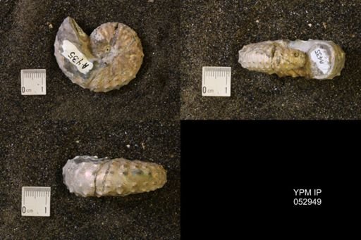 Discoscaphites gulosus
