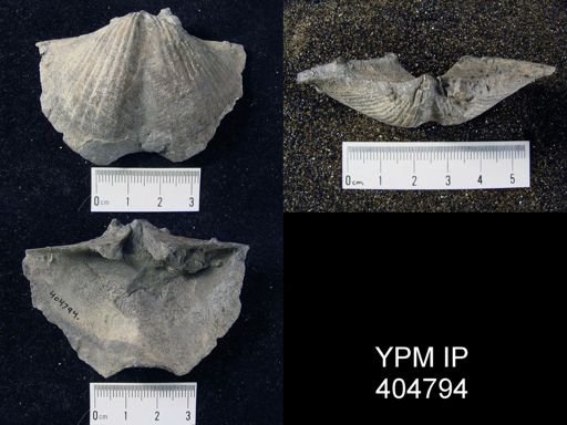 Spirifer granulosus?