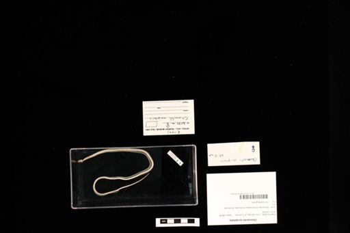 Chionactis occipitalis