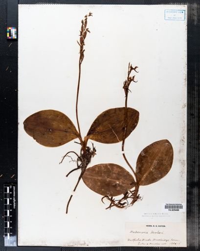 Habenaria hookeri