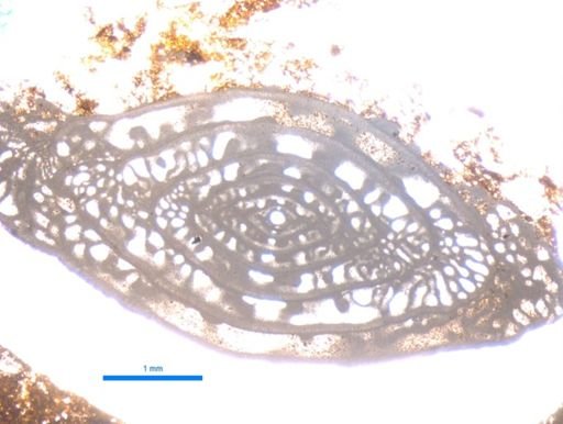 Fusulinacea